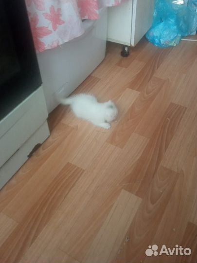 Котик в добрые руки от вислоухой кошки