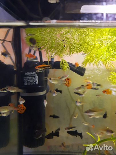 Аквариумные рыбки