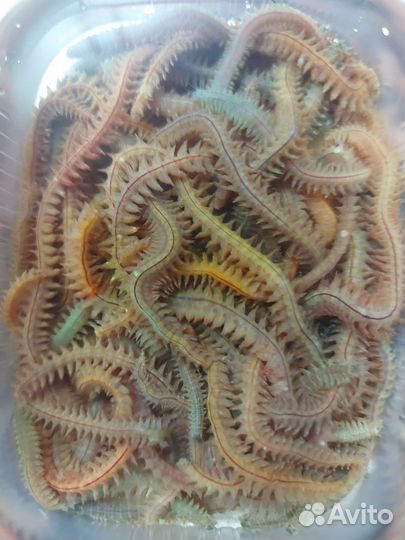 Морской червяк