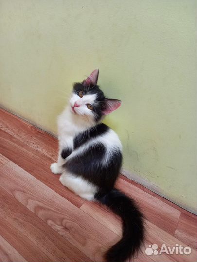 Котята в добрые руки бесплатно