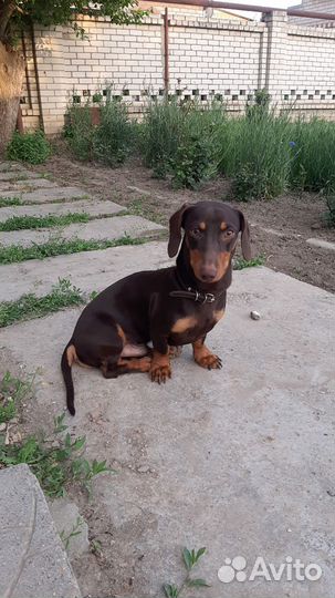 Такса для дам мальчик