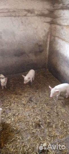 Поросята