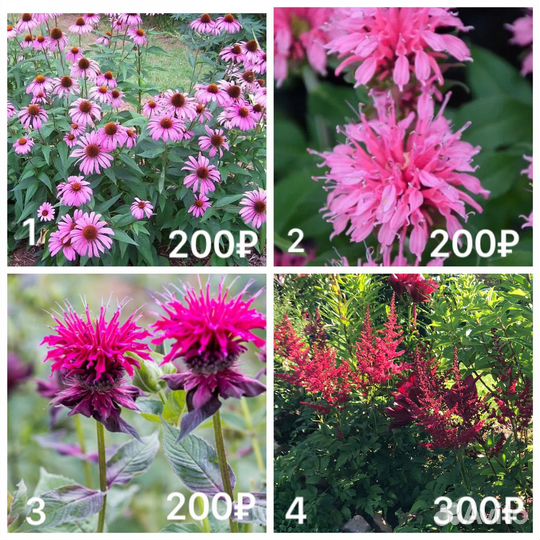 Садовые многолетние цветы