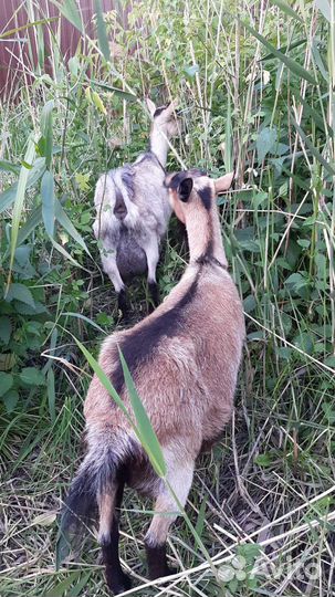 Навоз козий и бараний