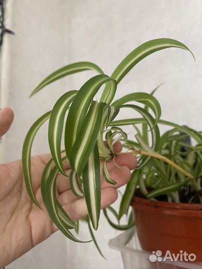 Хлорофитум