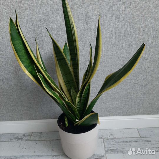 Сансевиерия сортовая