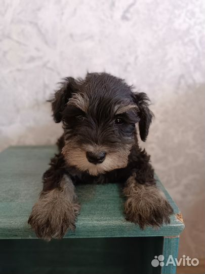 Цвергшнауцер щенки