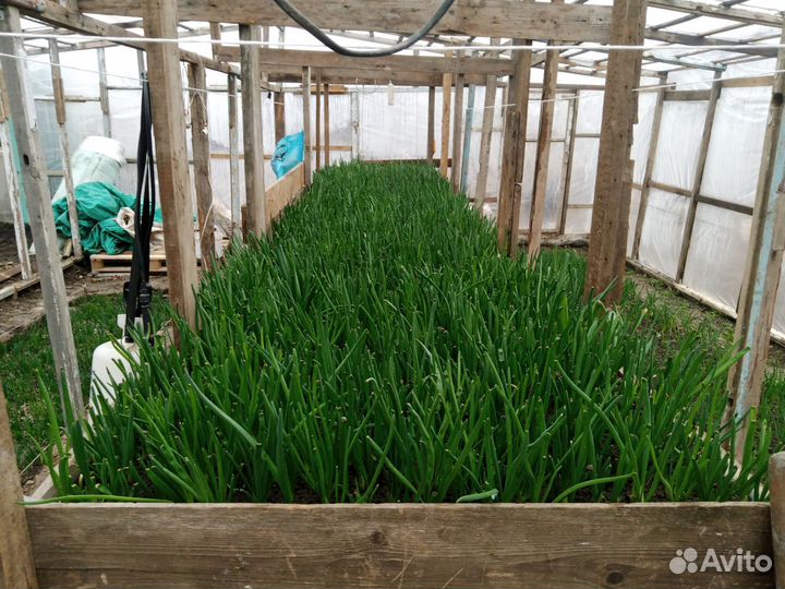 Лук зеленый