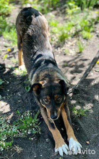 Трогательная маленькая собака ищет дом