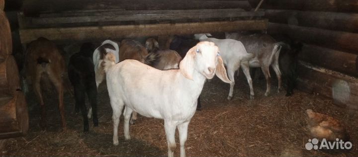 Нубийские козы