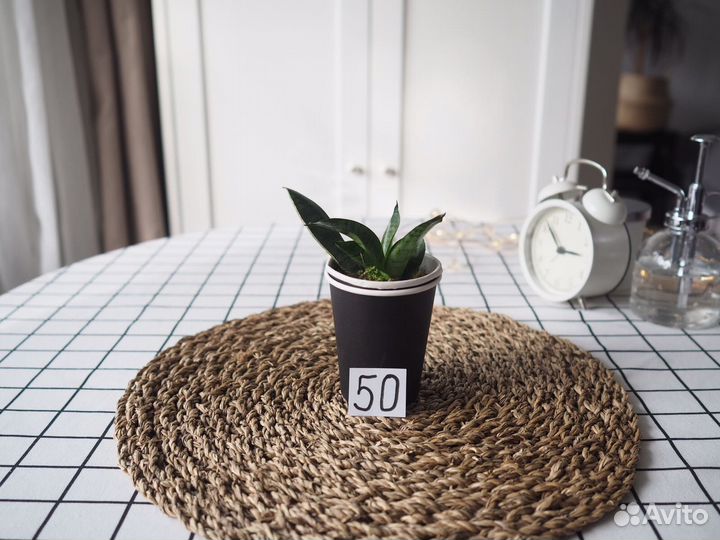 Комнатные цветы