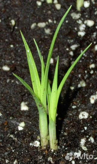 Чуфа (тигровый орех)