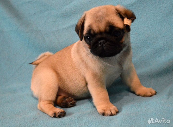 Щенок мопс,девочка