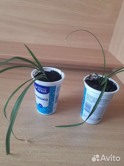 Ахименесы,бальзамин,каланхое,лилейник садовый