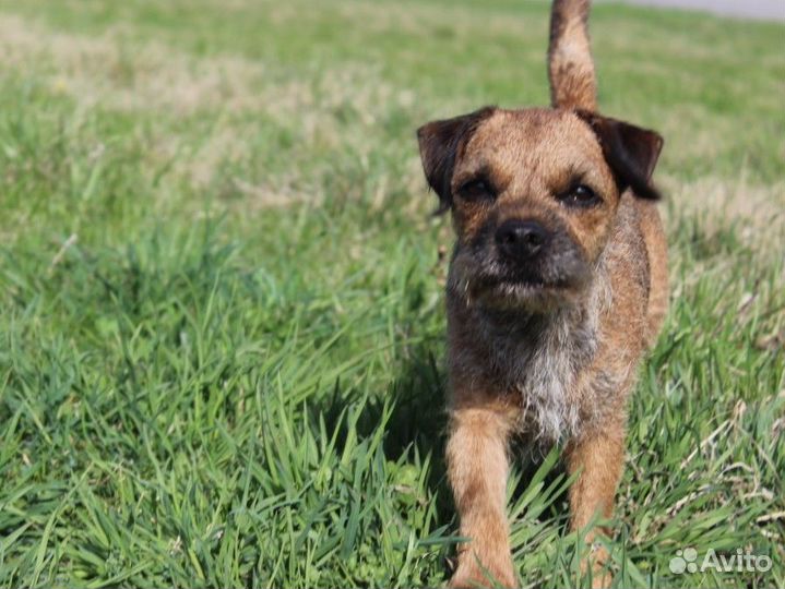 Бордер терьер щенки