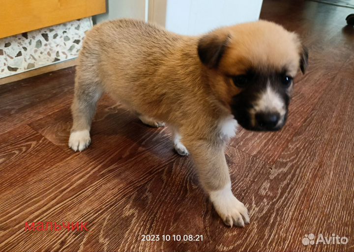 Щенки в заботливые руки