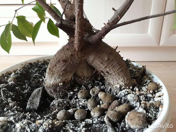 Фикус микрокарпа