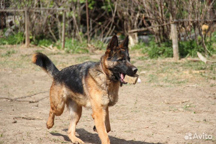 Немецкая овчарка