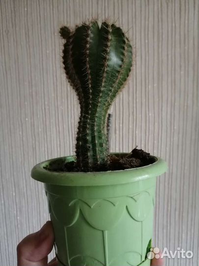 Кактус