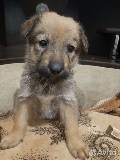 Смесь пород стафорд и немца