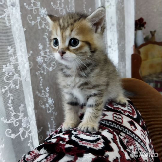 Британские котята