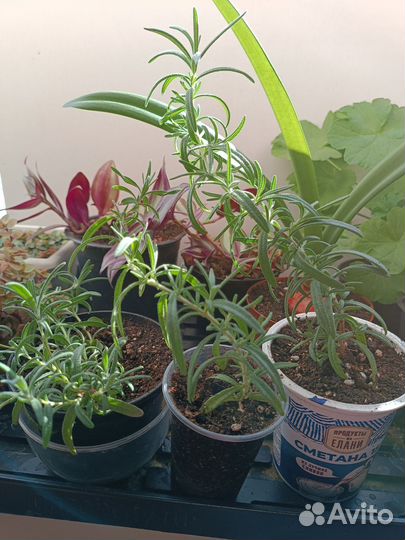 Розмарин в горшке от 100