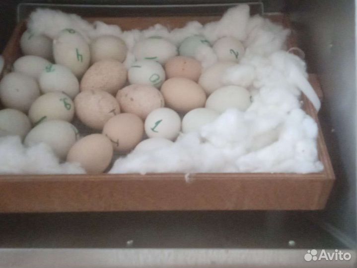 Инкубационное яйцо