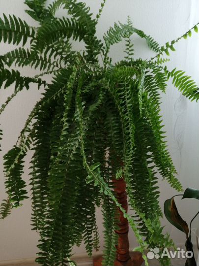 Комнатные растения