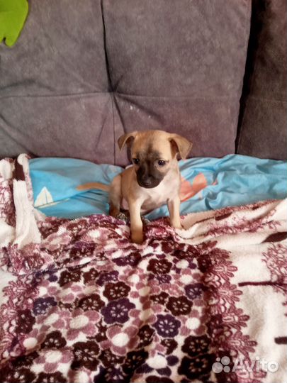 Щенок той терьер