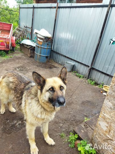 Отдаётся в добрые руки