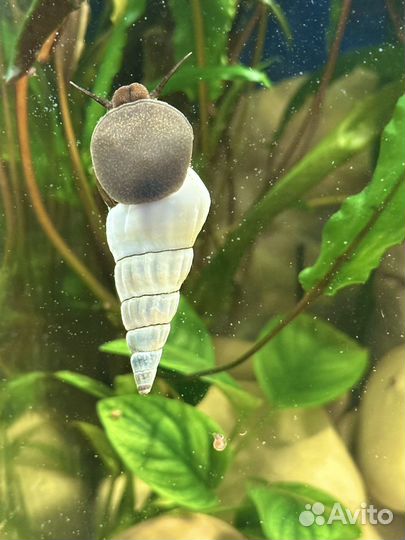 Улитки кролик,геркулес, ампулярии