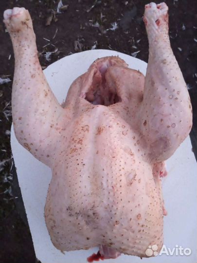 Мясо домашней индейки