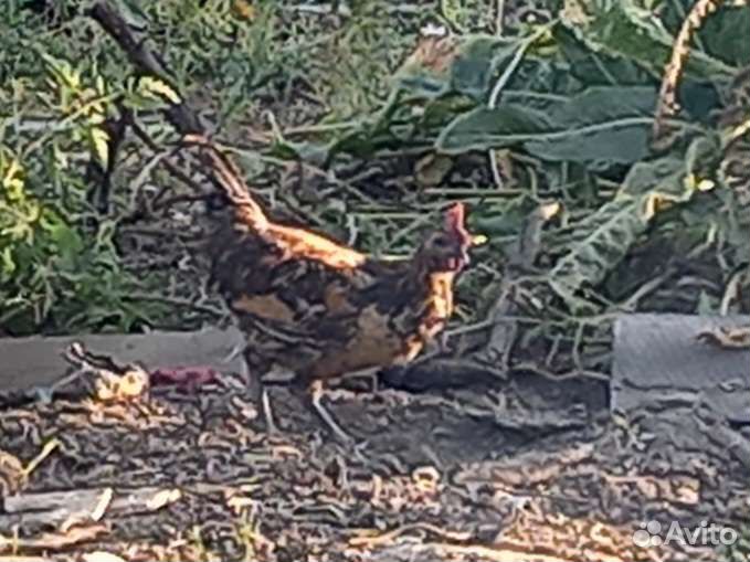 Петух Амераукана и Ухейилюй