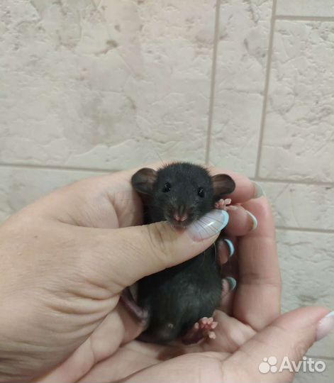 Крысята дамбо