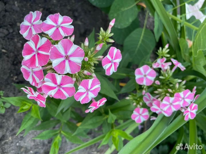 Флоксы