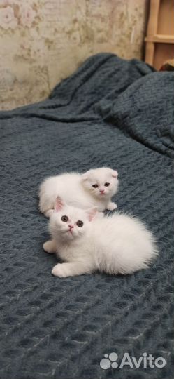 Шотландские котята