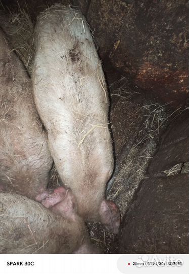 Поросенок ландрас