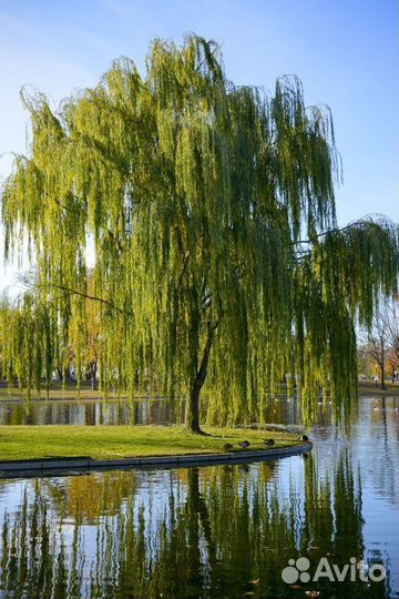 Саженцы Плакучей Ивы