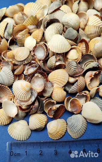 Маленькие морские ракушки для творчества