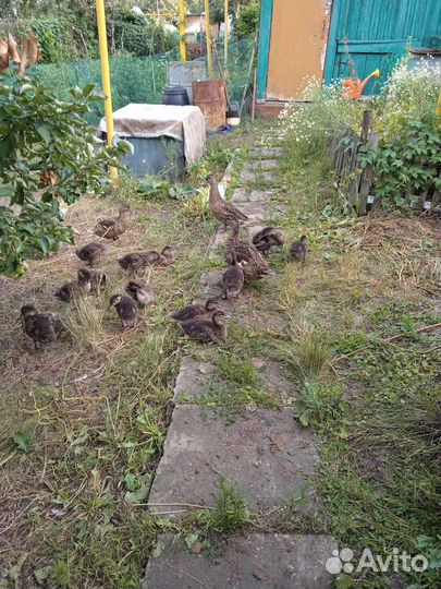 Подсадные утки