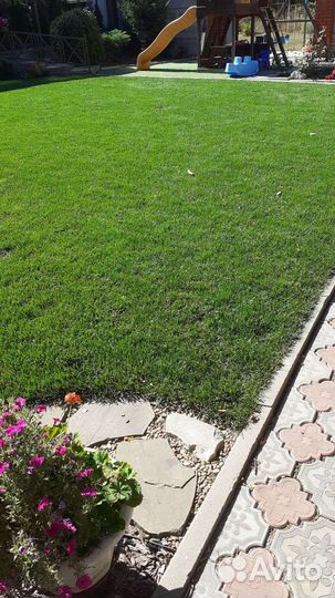 Рулонный,посевной газон