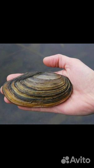 Мидии речные