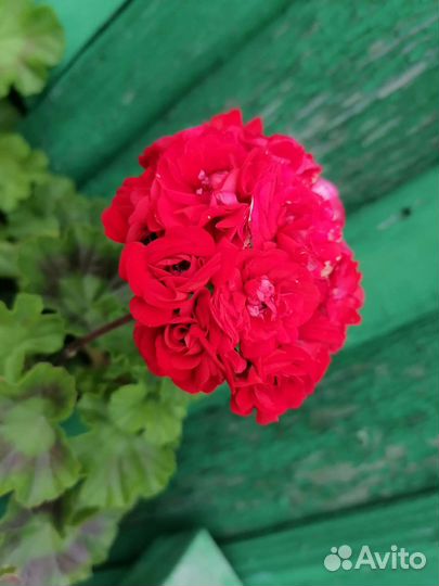 Пеларгония герань