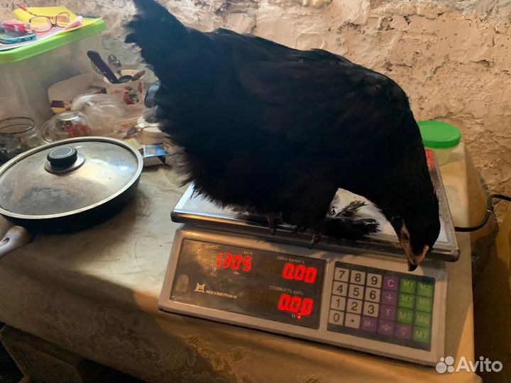 Куры Несушки