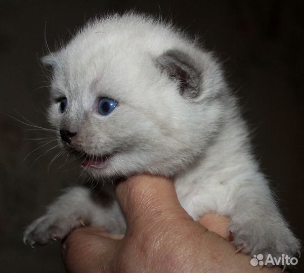 Котята шотландские