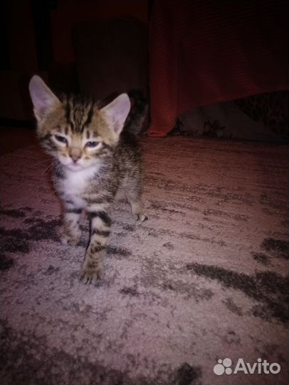 Бенгальские котята