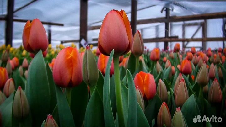 Тюльпаны пионовидные к 8 марта оптом