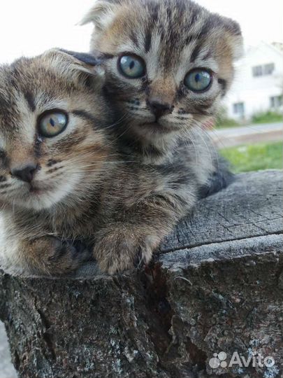 Шотландская вислоухая кошка бесплатно
