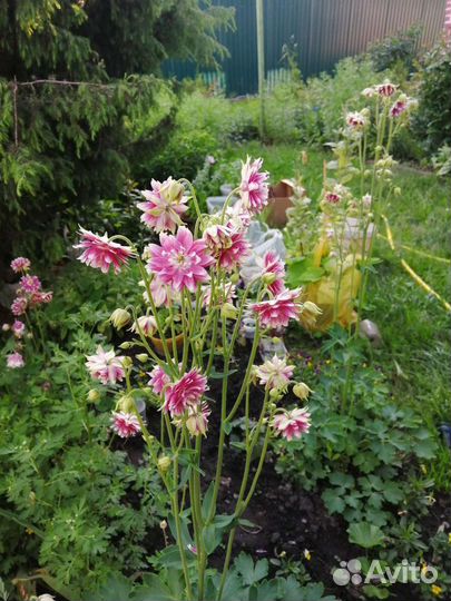 Многолетники