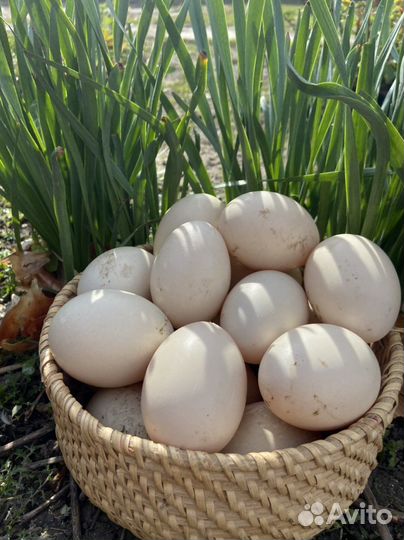 Яйца утиные инкубатор